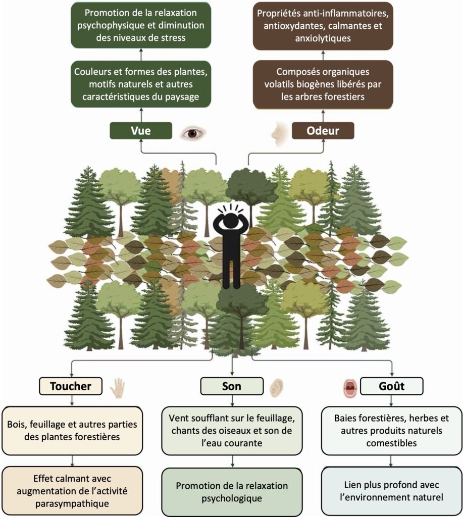 Infographie reprenants les principaux bienfaits